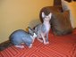zaza-svatlana's picture