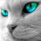 VladLink's picture