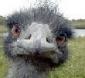 emu's picture