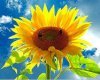 Аватар пользователя SunFlower