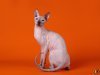 Donskoy cat's picture Donskoy cat's picture